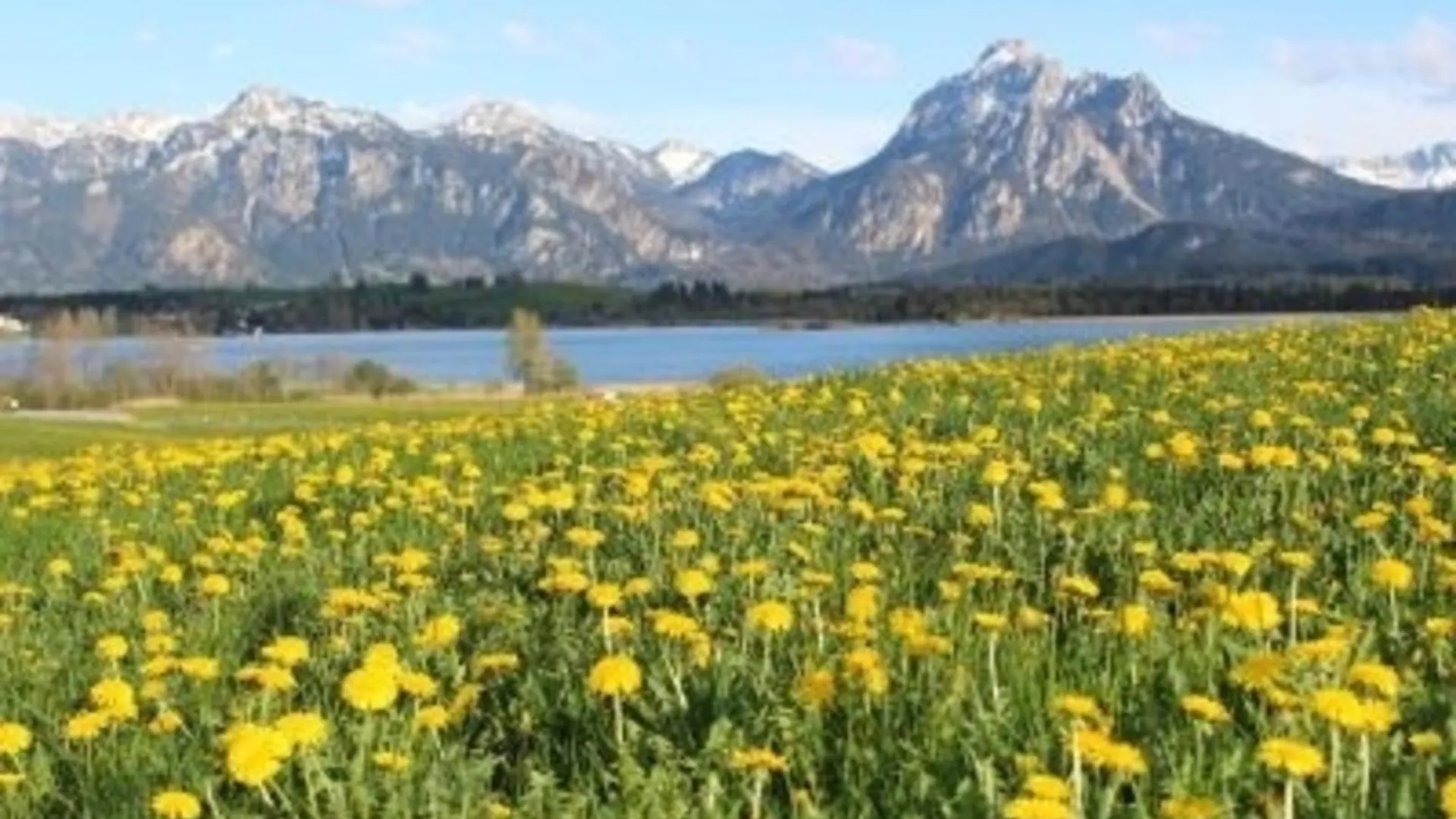 Ferienhof Hefele Zimmer Alpsee Mit Koenigscard Hopferau Apartment